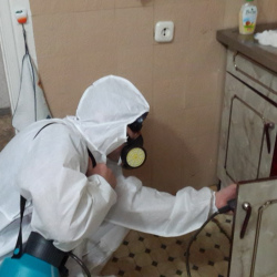 Дезинфекция от муравьев в квартире Электросила метро Спб